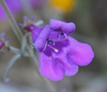 Penstemon heterophyllus