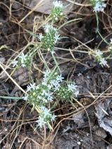 Navarretia leucocephala ssp. bakeri