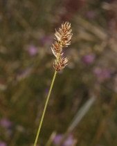 Carex praegracilis
