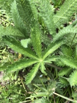 Potentilla gracilis var. gracilis