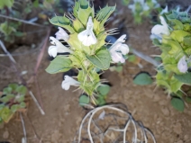 Acanthomintha obovata ssp. cordata