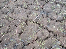 Acanthomintha obovata ssp. cordata