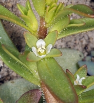 Veronica peregrina ssp. xalapensis