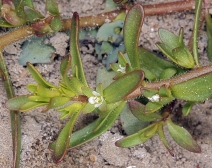 Veronica peregrina ssp. xalapensis