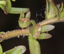 Veronica peregrina ssp. xalapensis