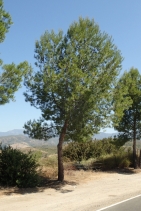 Pinus halepensis