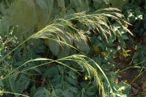 Stipa miliacea