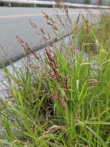 Sorghum halepense