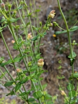 Keckiella lemmonii