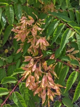 Ailanthus altissima
