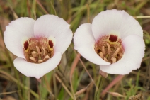 Calochortus vestae