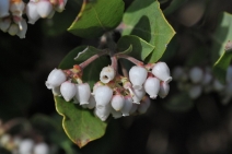 Arctostaphylos Xcampbelliae
