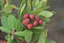 Arctostaphylos Xcampbelliae