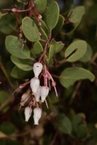 Arctostaphylos Xhelleri