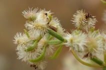 Galium angustifolium ssp. angustifolium