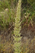 Elymus condensatus