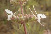 Salvia apiana