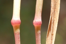 Gastridium phleoides