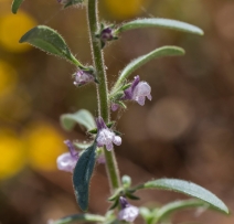 Antirrhinum cornutum