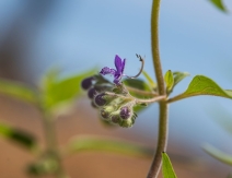 Trichostema laxum