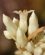 Cuscuta subinclusa