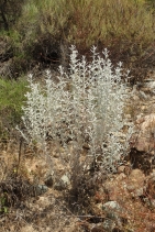 Pseudognaphalium microcephalum