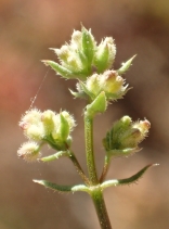Galium parisiense