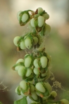Rumex conglomeratus