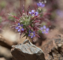Navarretia jepsonii