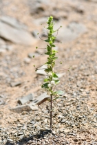 Antirrhinum subcordatum