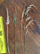 Elymus glaucus ssp. virescens