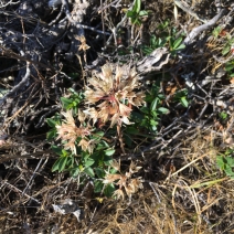 Allium dichlamydeum