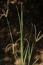 Cynodon dactylon