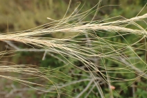 Nassella tenuissima