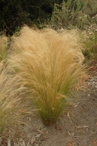 Nassella tenuissima
