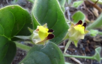 Kickxia spuria