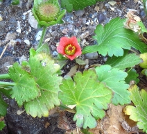 Modiola caroliniana