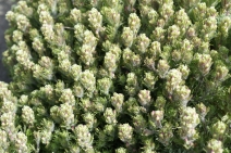Castilleja exserta ssp. latifolia