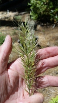 Stipa stillmanii