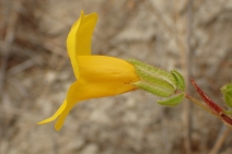 Mimulus brevipes