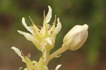 Dudleya edulis