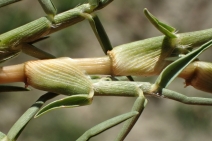 Cenchrus clandestinus
