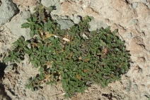 Amaranthus blitoides