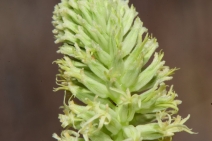 Thelypodium brachycarpum