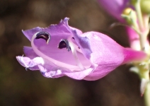 Penstemon heterophyllus var. australis