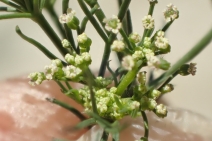 Apiastrum angustifolium