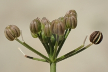 Apiastrum angustifolium