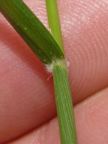 Calamagrostis rubescens