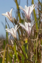 Triteleia peduncularis