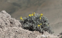 Eriophyllum staechadifolium